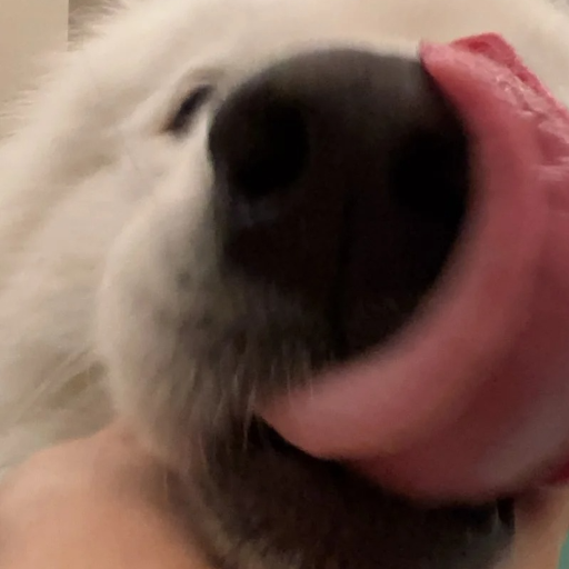 Prof. Big Yellow Dog